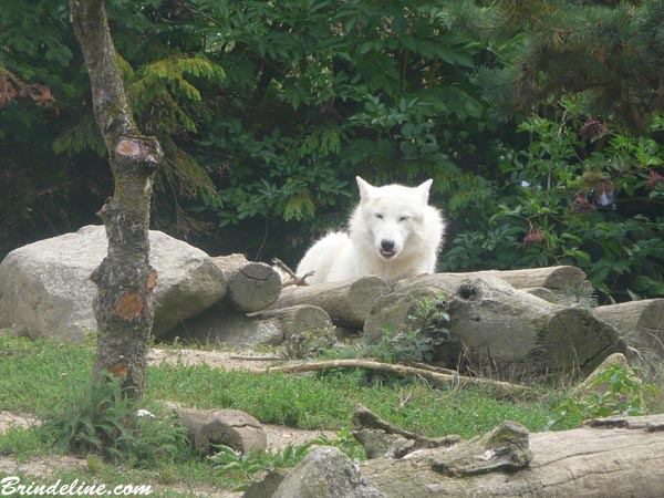 Loup blanc au Zoo d'Amnévile (Moselle)