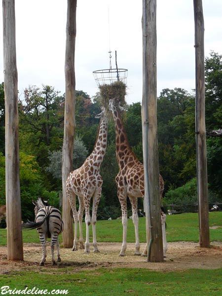 Girafe au Zoo d'Amnévile (Moselle)