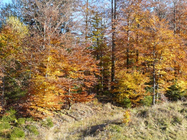 Image d'automne dans les Vosges