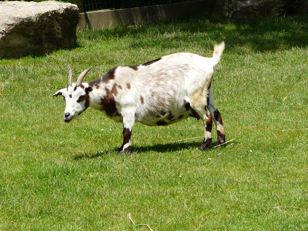 chèvre du parc animalier de Sainte-Croix (Moselle)