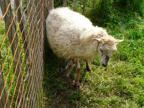 Mouton d'Ouessant - du parc animalier de Sainte-Croix (Moselle)