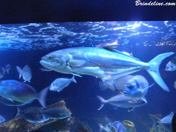 Aquarium du Musée océanographique de Monaco