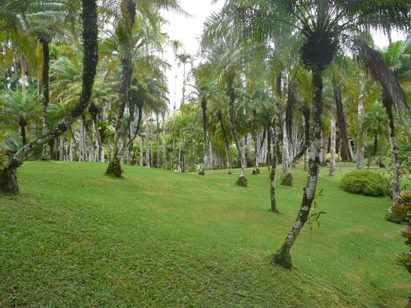 Jardin de Balata - Martinique
