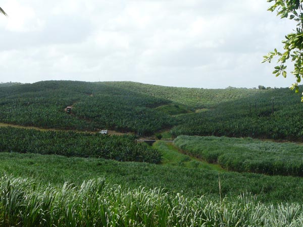 Plantation de bananes et de canne à sucre - la Martinique