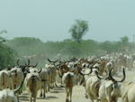 Vaches sur la route (Inde)