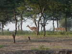 Gazelle (Inde)