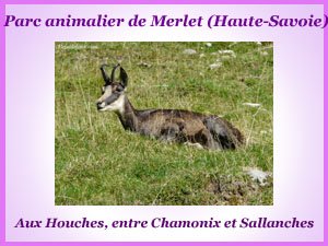 Parc animalier de Merlet aux Houches (entre Sallanches et Chamonix)