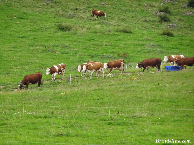 Troupeau de bovins au col des Aravis (Savoie)