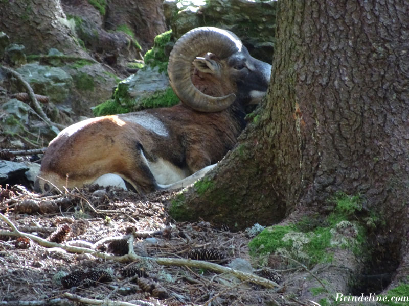 Mouflon - parc animalier de Merlet