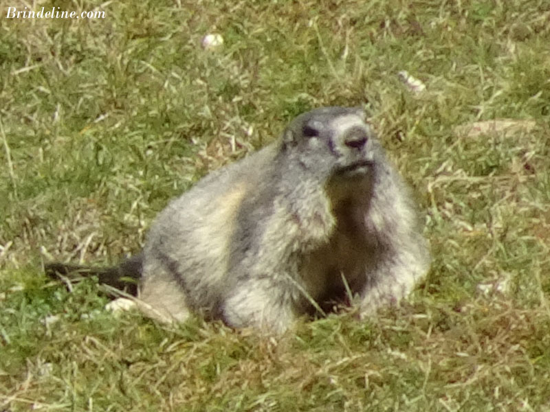Marmotte au parc animalier de Merlet (Haute-Savoie)