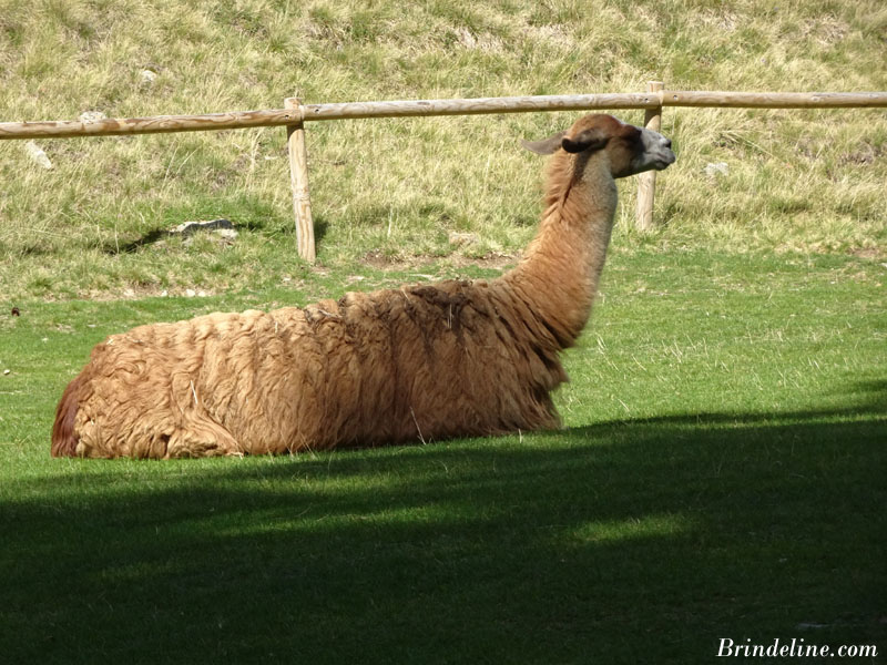 Lama au parc animalier de Merlet (74)