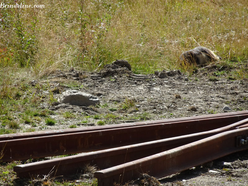 Marmotte sur les bords des rails du tramway du Mont-Blanc