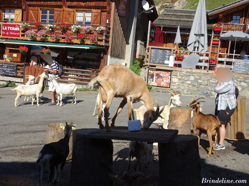 Lindarets, le village des chèvres (74)
