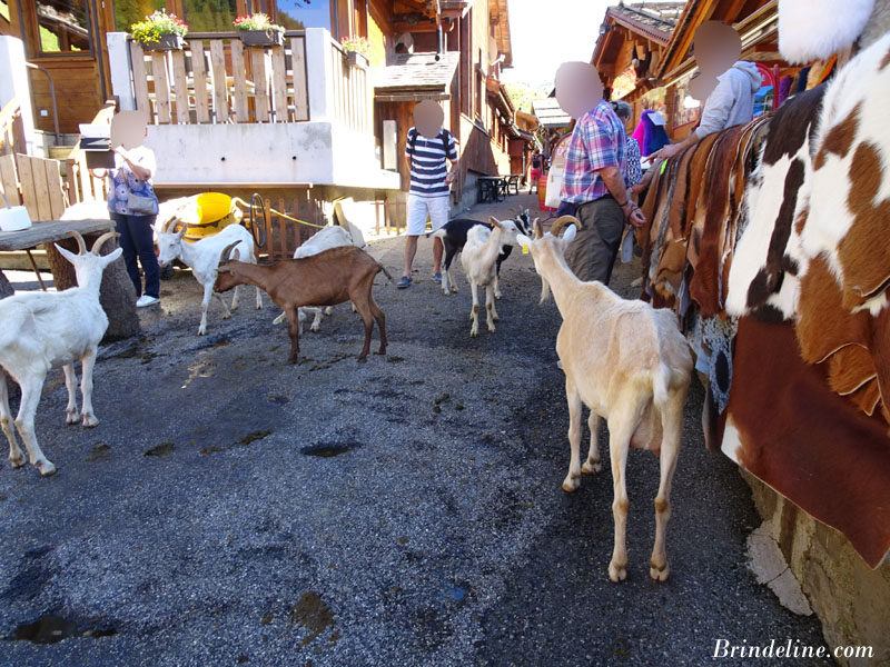 Lindarets, le village des chèvres (74)