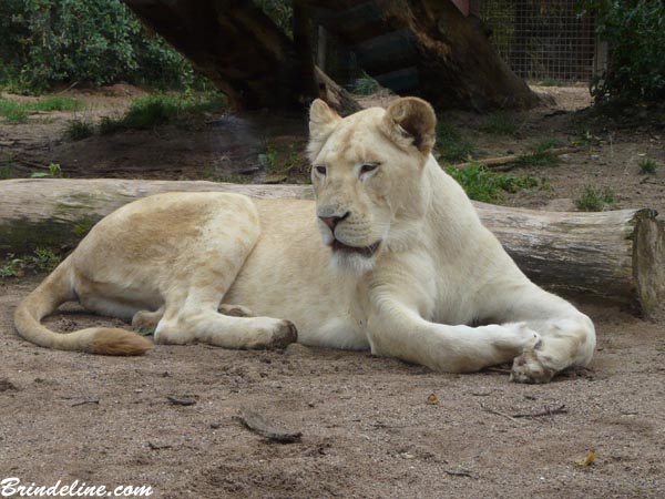 Lion au Zoo d'Amnévile (Moselle)