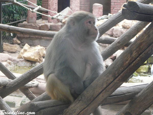 Macaque au Zoo d'Amnévile (Moselle)