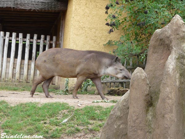 Tapir au Zoo d'Amnévile (Moselle)