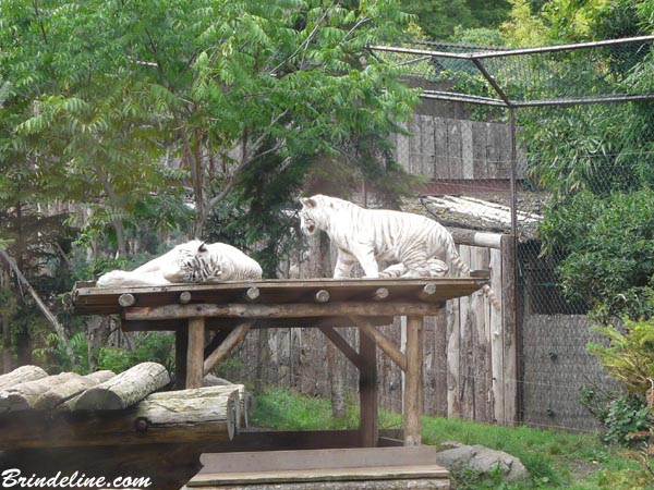 Tigres au Zoo d'Amnévile (Moselle)