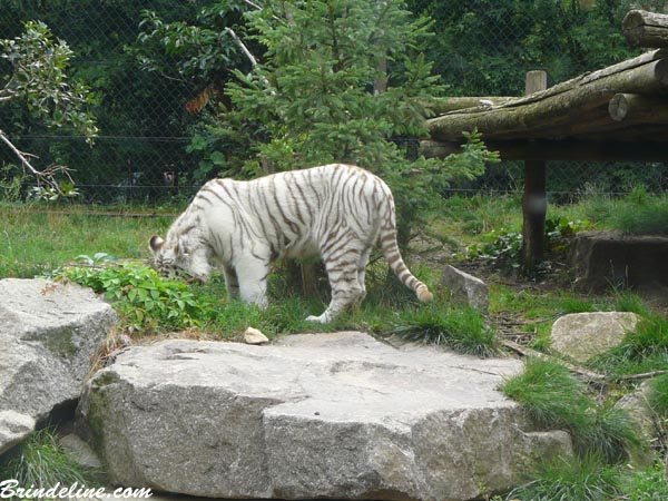 Tigre au Zoo d'Amnévile (Moselle)