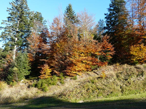 Image d'automne dans les Vosges