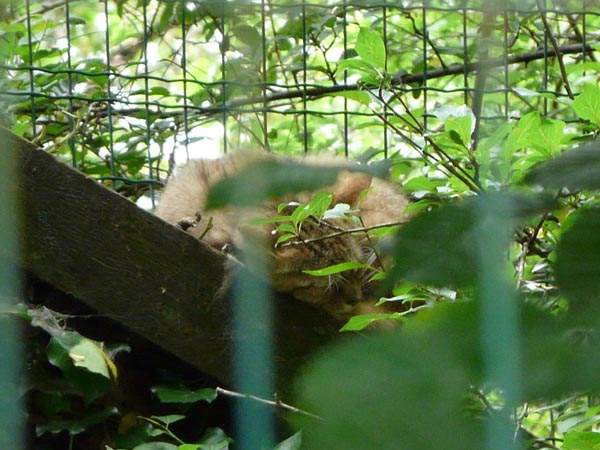 Chat forestier - parc animalier de Sainte-Croix (Moselle)