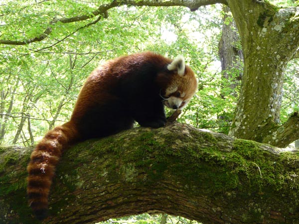 Panda roux - parc animalier de Sainte-Croix (Moselle)