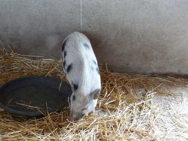 Cochon nain - parc animalier de Sainte-Croix (Moselle)