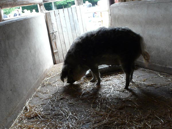 Porc laineux - parc animalier de Sainte-Croix (Moselle)