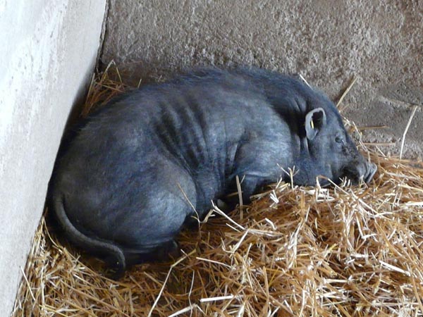 Cochon nain - parc animalier de Sainte-Croix (Moselle)