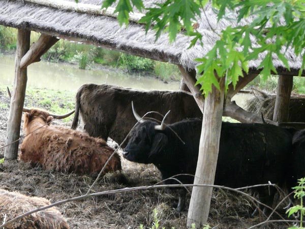 Vaches highland originaires d'Ecosse - parc animalier de Sainte-Croix (Moselle)
