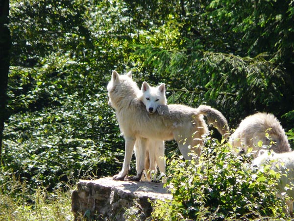 Loups blancs - parc animalier de Sainte-Croix (Moselle)