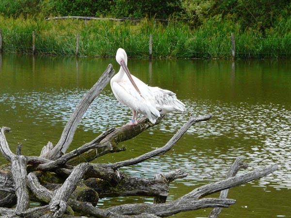 Pélican blanc - parc animalier de Sainte-Croix (Moselle)