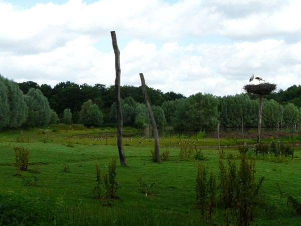 Cigognes d'Alsace sédentaires - parc animalier de Sainte-Croix (Moselle)