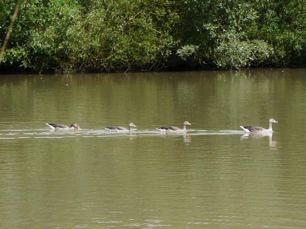 Canards en file indienne  - parc animalier de Sainte-Croix (Moselle)