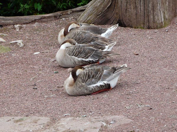 Canards faisant la sieste ... bien alignés - parc animalier de Sainte-Croix (Moselle)
