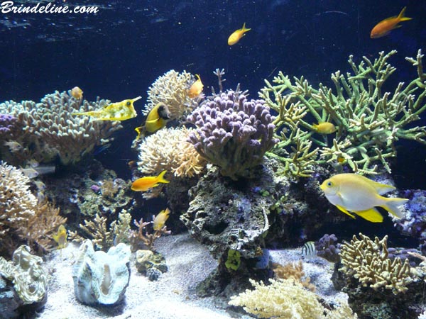 Aquarium du Musée océanographique de Monaco