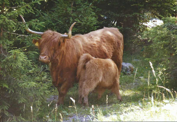 Vaches en Autriche