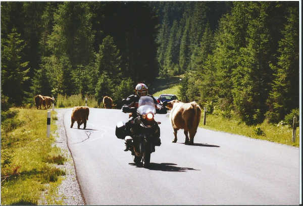 Vaches sur la route en Autriche