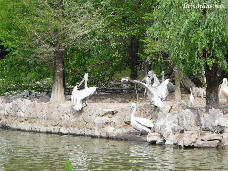 Zoo de Shanghai