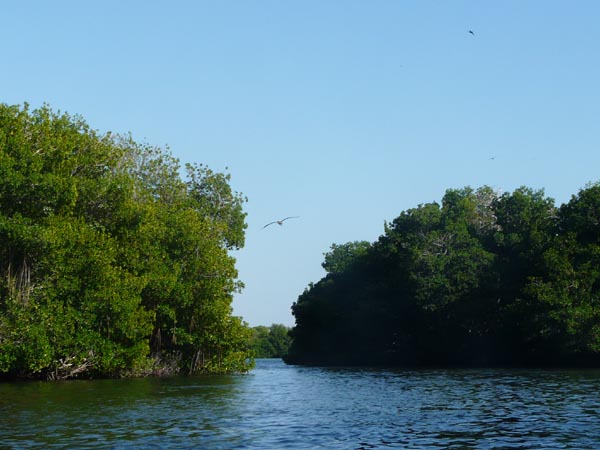 Lagune de la Restinga - Ile de Margarita