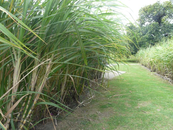 Plantation de canne à sucre - Martinique