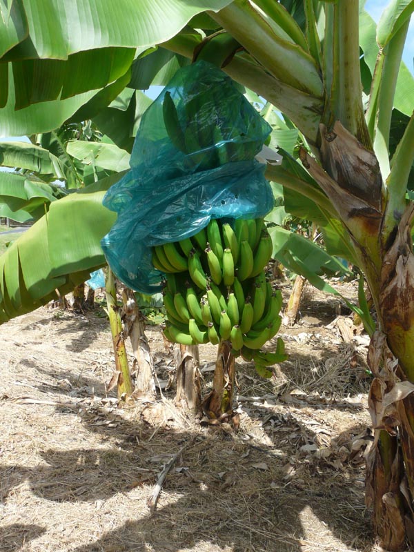 Plantation de bananes - la Martinique