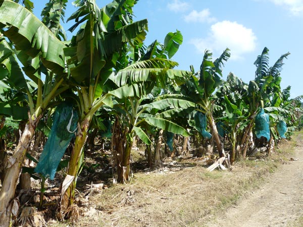 Plantation de bananes - la Martinique