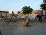 vaches en pleine rue  (Inde)