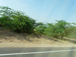 Arbustes sur le bord de la route (Inde)