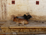 vaches en pleine rue  (Inde)