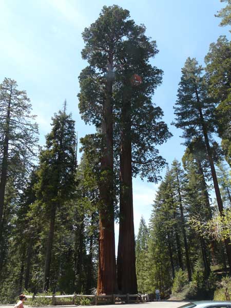 parc du séquoia (Ouest américain)