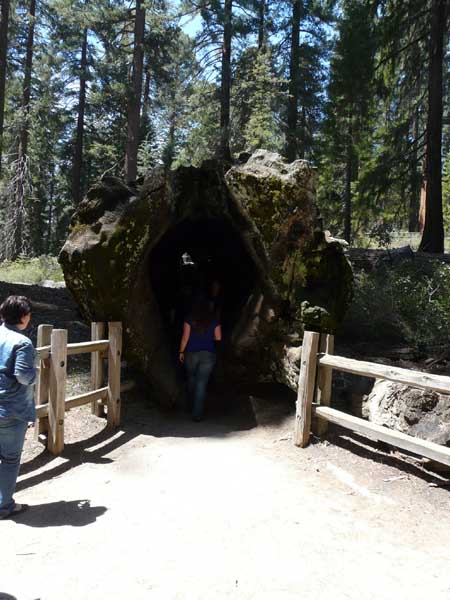 parc du séquoia (Ouest américain)