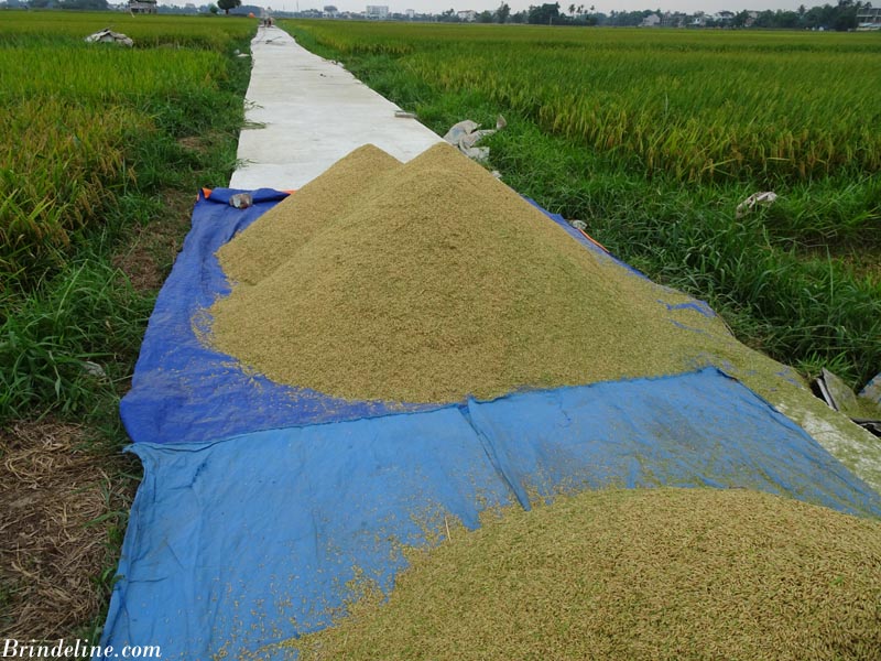 La culture du riz